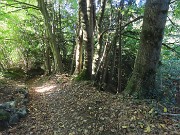 29 Fitto bosco di alti alberi anche secolari